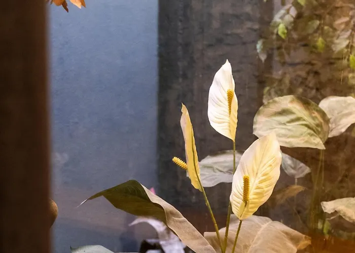 House Of Paralympic Athlete Mike Seitis Daire Rhodes City